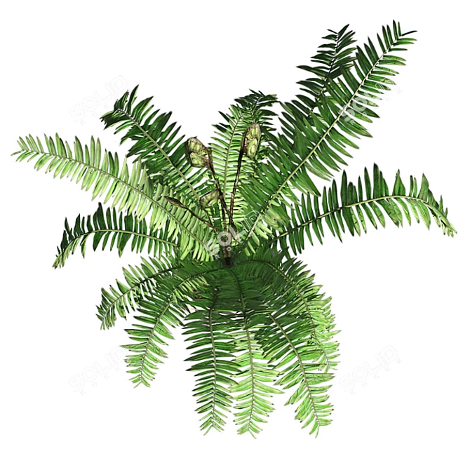 Lush Double Boston Fern: Incl. Pot 3D model image 4