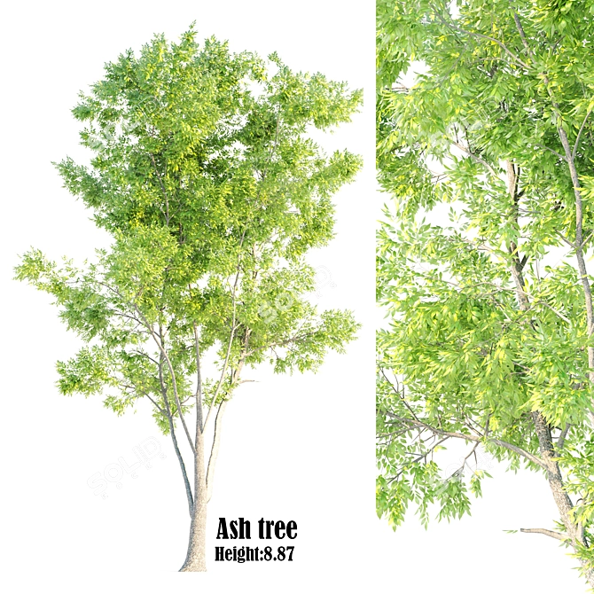 Natural Ash Tree Woodcraft 3D model image 5