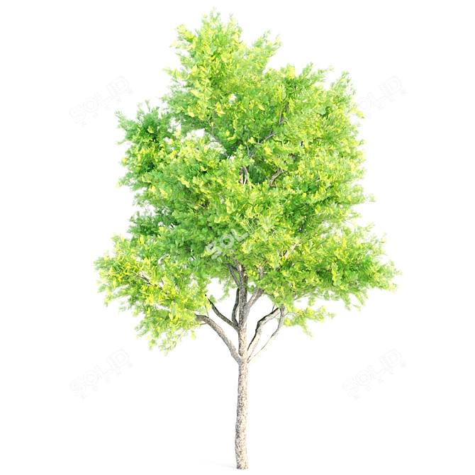 Exquisite Acacia Nilotica Wood 3D model image 3