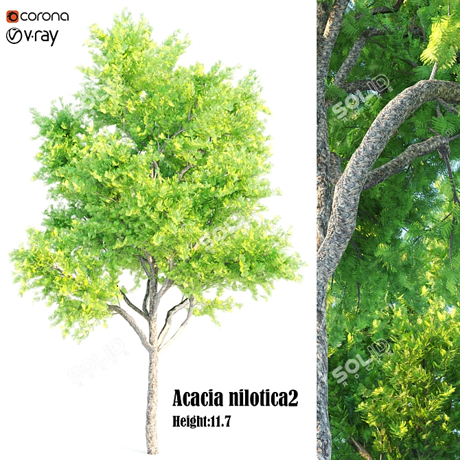 Exquisite Acacia Nilotica Wood 3D model image 4