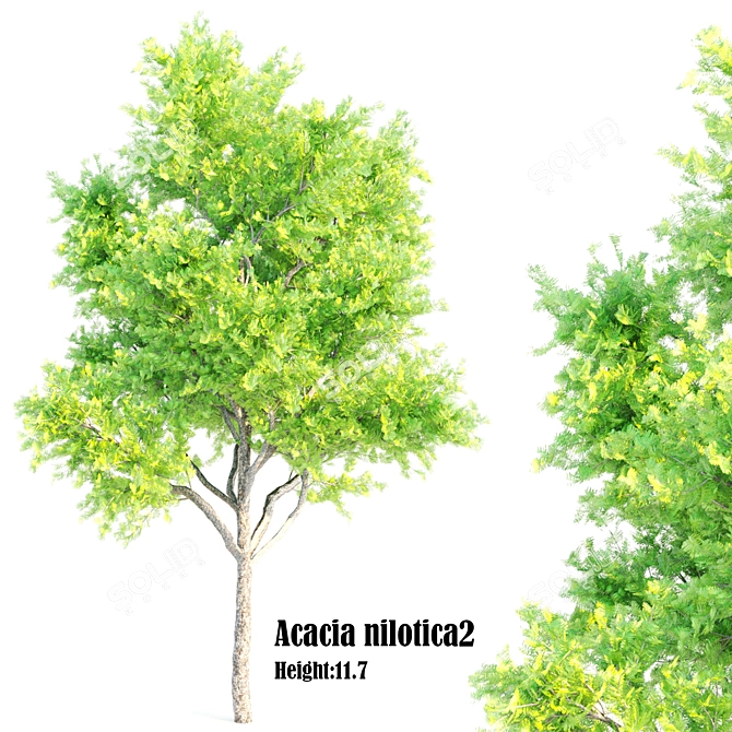 Exquisite Acacia Nilotica Wood 3D model image 5