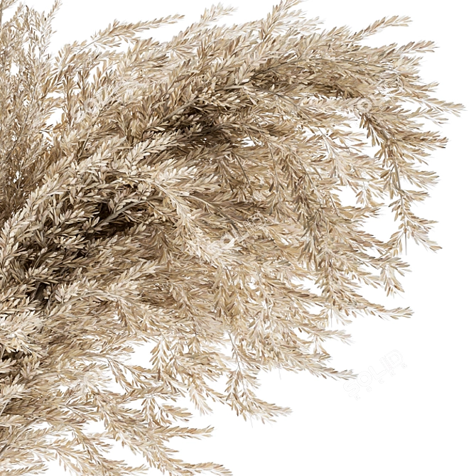 Natural Dried Pampas Grass 3D model image 3