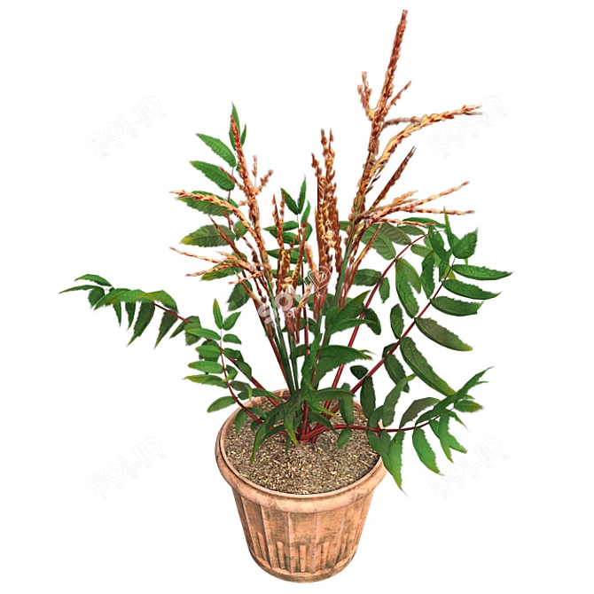 Elegant False Spirea in Pot 3D model image 2