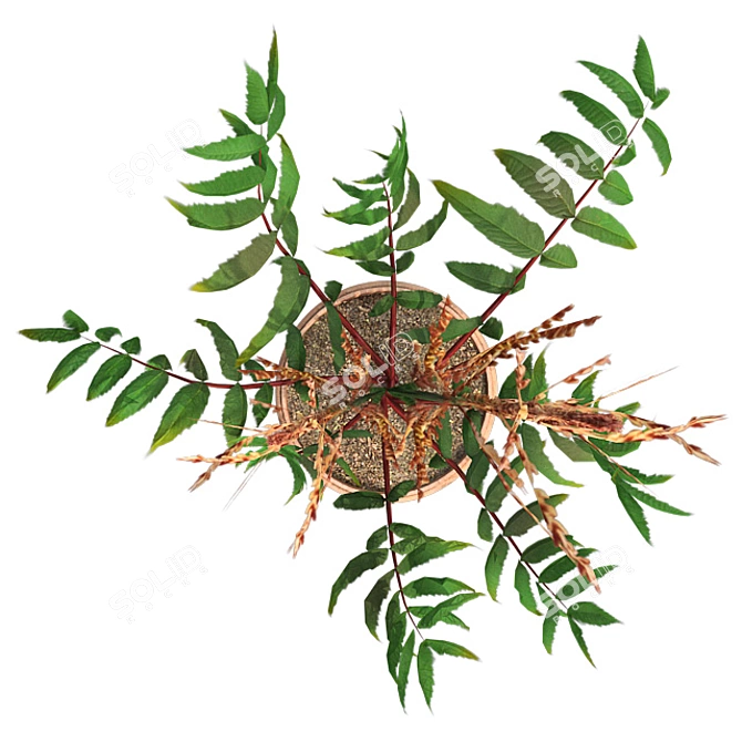 Elegant False Spirea in Pot 3D model image 3