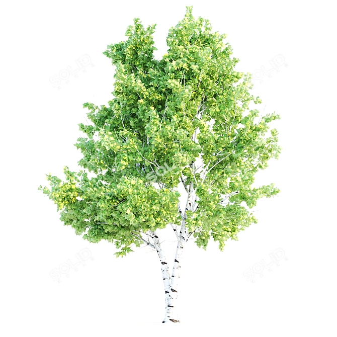 Polygons: 457,826 - Birch Tree
457,826 Polygons - Birch Tree
Birch Tree with 457 3D model image 3