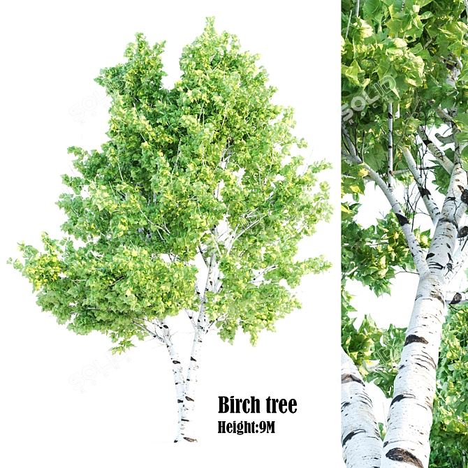 Polygons: 457,826 - Birch Tree
457,826 Polygons - Birch Tree
Birch Tree with 457 3D model image 6