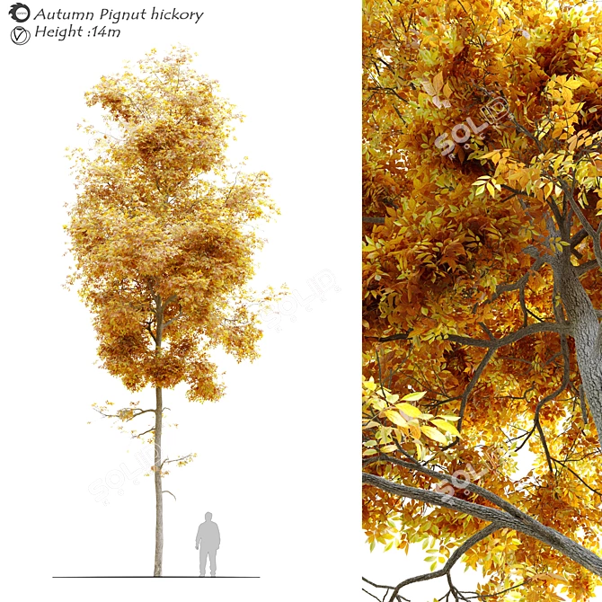 Autumn Splendor Pignut Hickory 3D model image 4