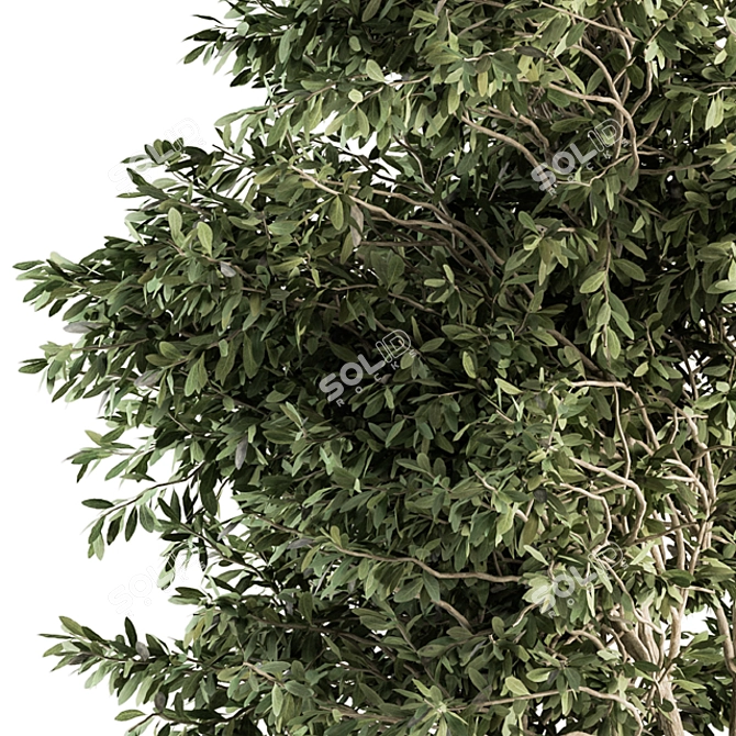 82 Piece Outdoor Olive Plant Set 3D model image 3