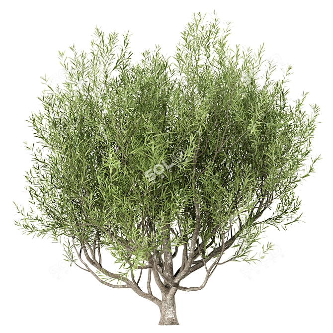 Mediterranean Beauty: Set of 3 Olive Trees 3D model image 1