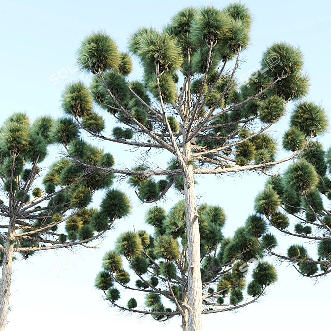 Natural Araucaria Pine Wood: Authentic, Durable 3D model image 2