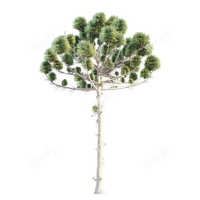 Natural Araucaria Pine Wood: Authentic, Durable 3D model image 3