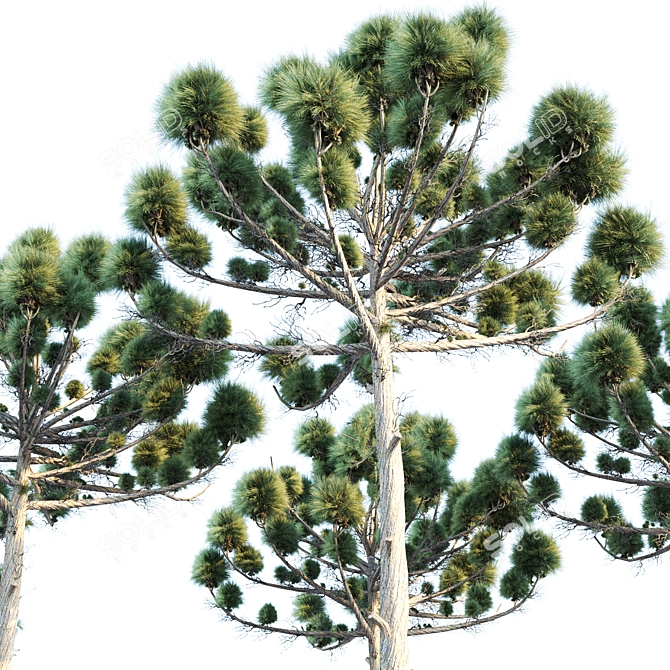 Natural Araucaria Pine Wood: Authentic, Durable 3D model image 4