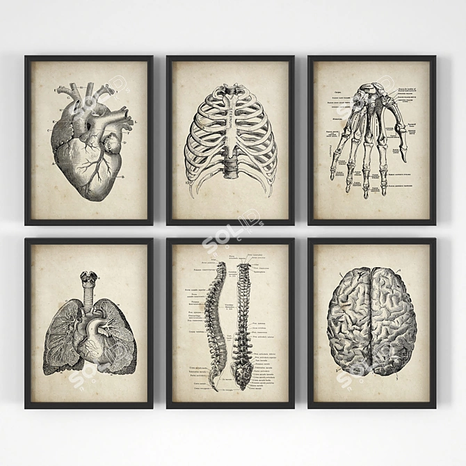 Vintage Anatomy Posters - Set of 18 3D model image 1