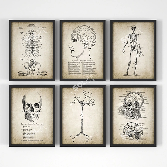 Vintage Anatomy Posters - Set of 18 3D model image 2