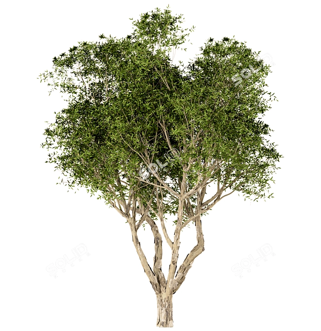 Title: Broad-Leaved Paperbark Trees (Set of 3) 3D model image 2