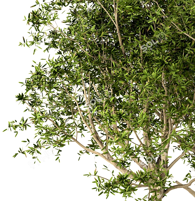 Title: Broad-Leaved Paperbark Trees (Set of 3) 3D model image 4