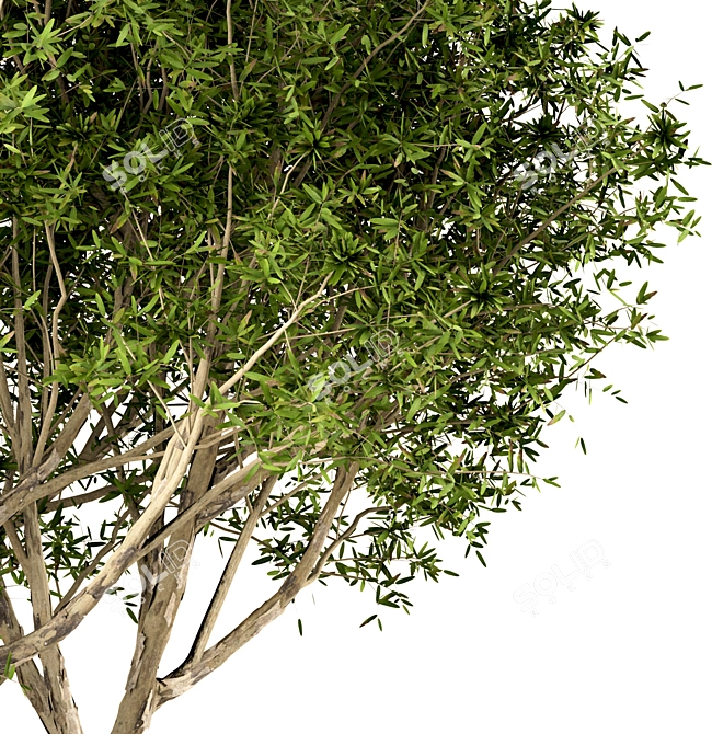 Title: Broad-Leaved Paperbark Trees (Set of 3) 3D model image 5