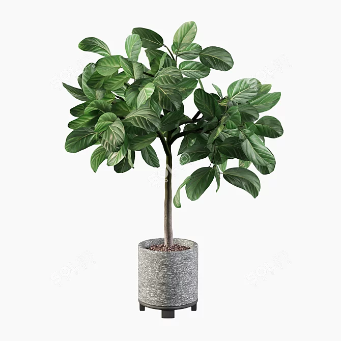 Elegant Ficus Benghalensis: 3D Plant Collection 3D model image 3