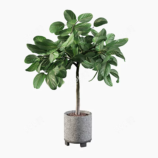 Elegant Ficus Benghalensis: 3D Plant Collection 3D model image 4