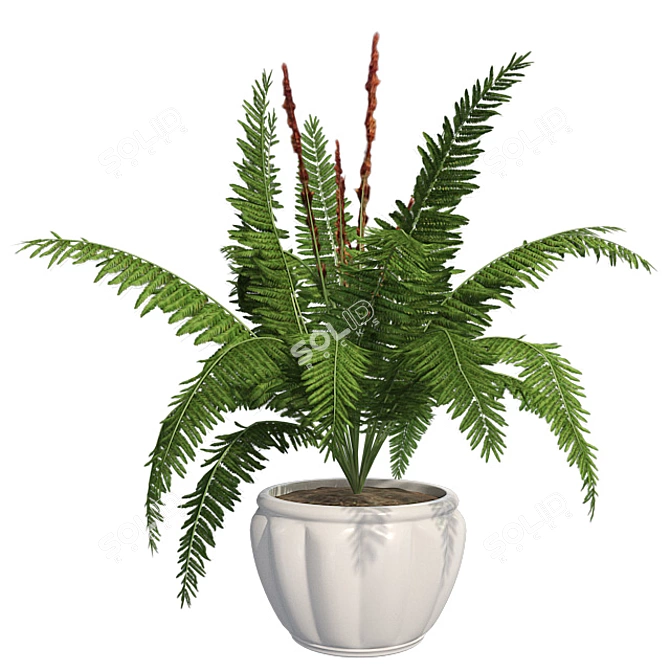 Cinnamon Fern: Potted Greenery Elegance 3D model image 1