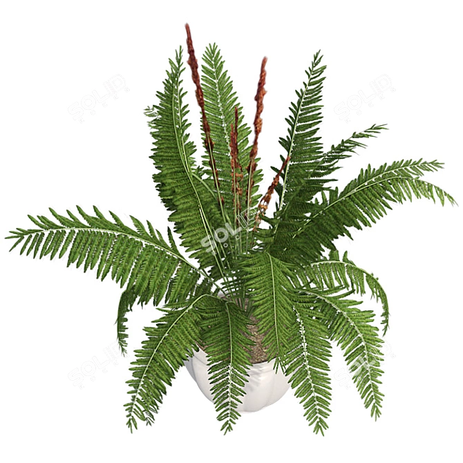 Cinnamon Fern: Potted Greenery Elegance 3D model image 2