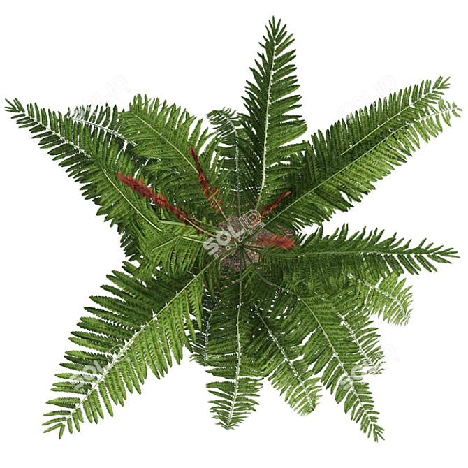 Cinnamon Fern: Potted Greenery Elegance 3D model image 3