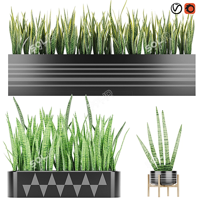 Premium Quality Sansevieria 4 3D model image 1