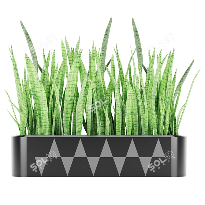 Premium Quality Sansevieria 4 3D model image 3