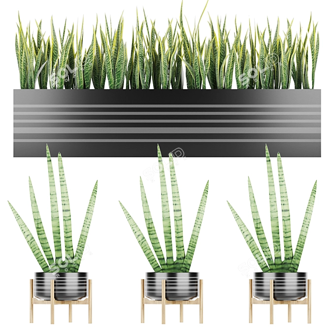 Premium Quality Sansevieria 4 3D model image 4