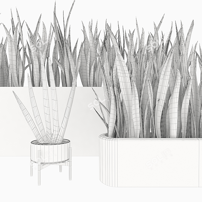 Premium Quality Sansevieria 4 3D model image 5