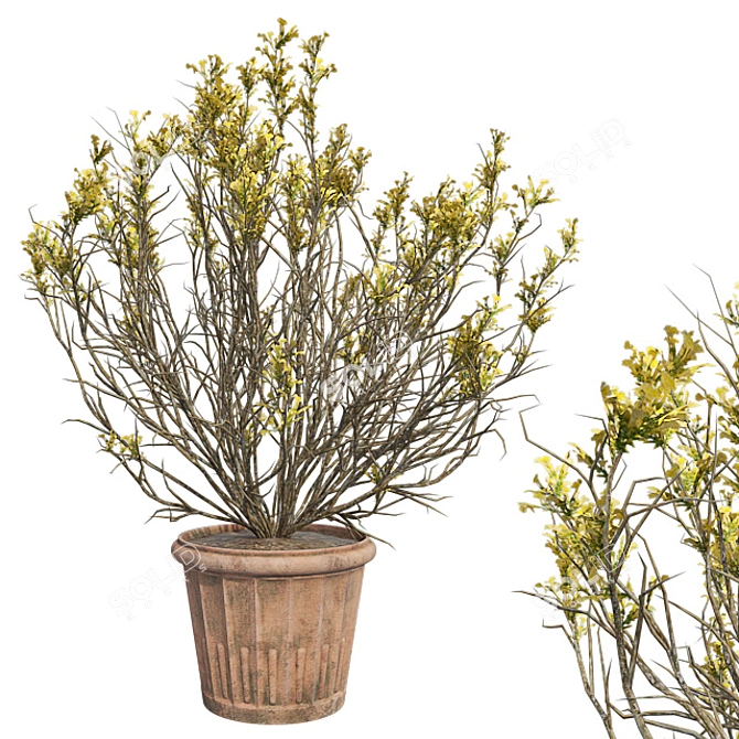 Springtime Blooming Broom with Pot 3D model image 1
