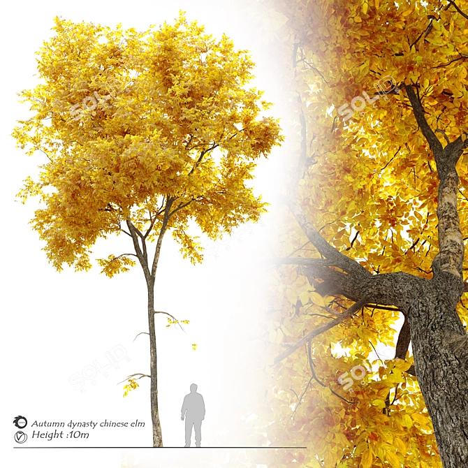 Dynasty Chinese Elm: Autumn Beauty 3D model image 1