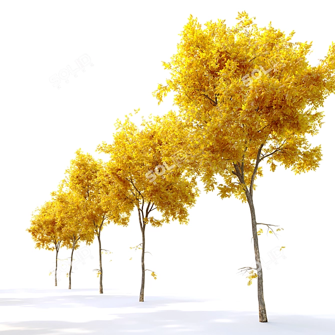 Dynasty Chinese Elm: Autumn Beauty 3D model image 3