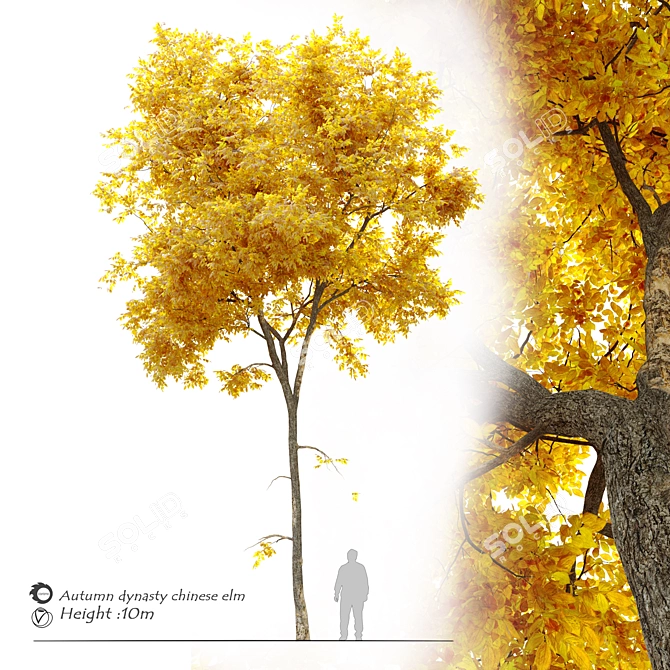 Dynasty Chinese Elm: Autumn Beauty 3D model image 4