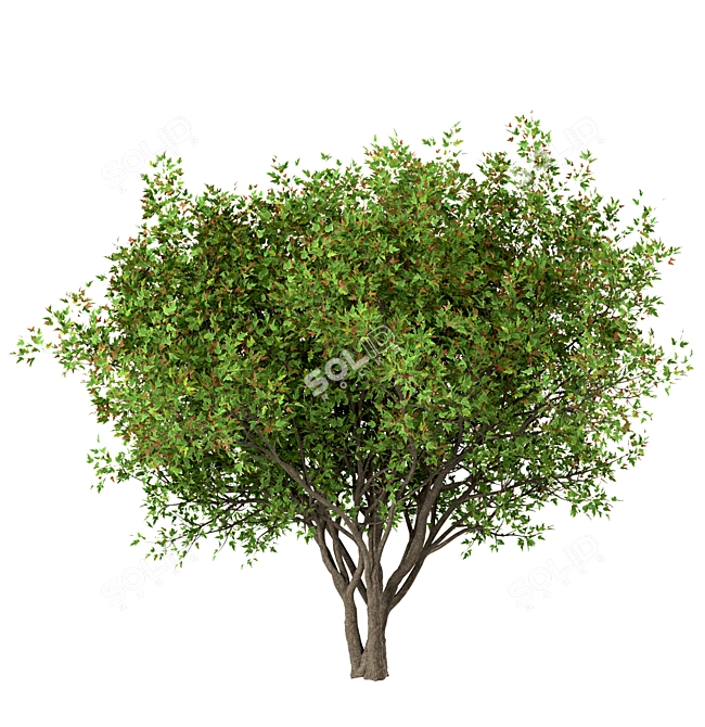 Amur Maple Tree Set (4 Trees) 3D model image 1