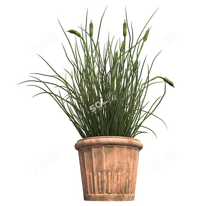  Realistic Cattail Plant with Pot 3D model image 2