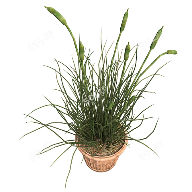 Realistic Cattail Plant with Pot 3D model image 3