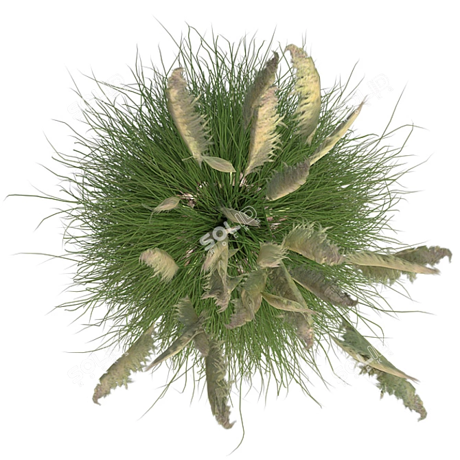 Pampas Grass: Stylish Pot Included 3D model image 3