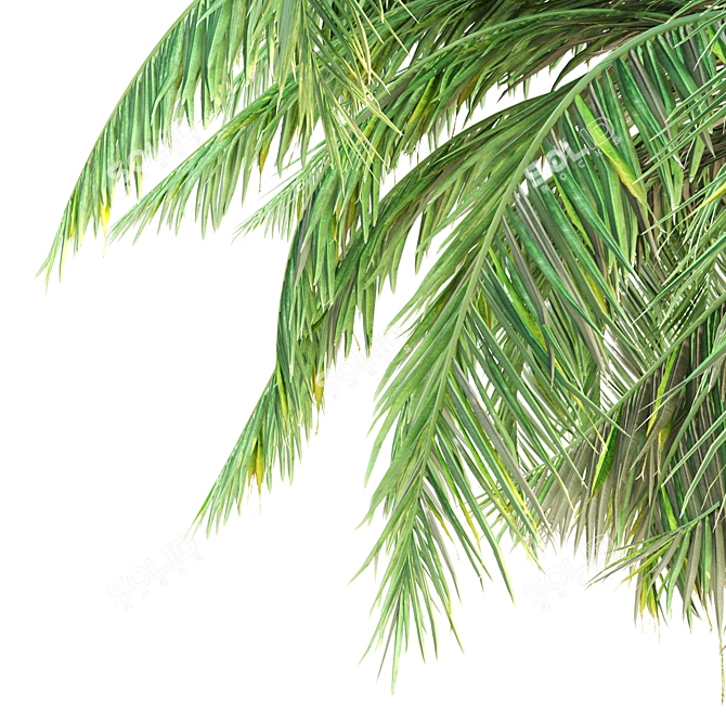 Tall Triple Palm Set 3D model image 2