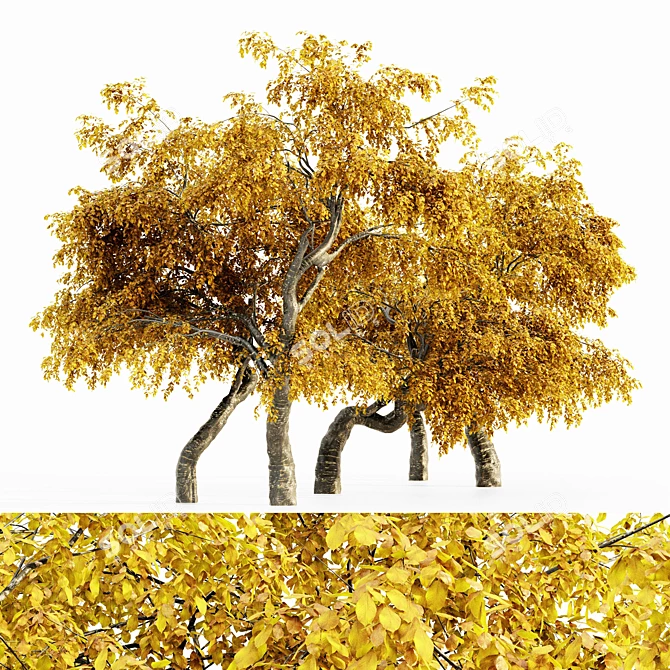 Cherry_Fall 5-Tree Collection 3D model image 2