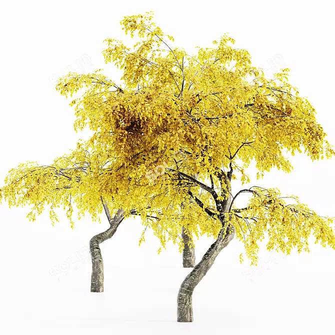 Cherry_Fall 5-Tree Collection 3D model image 1