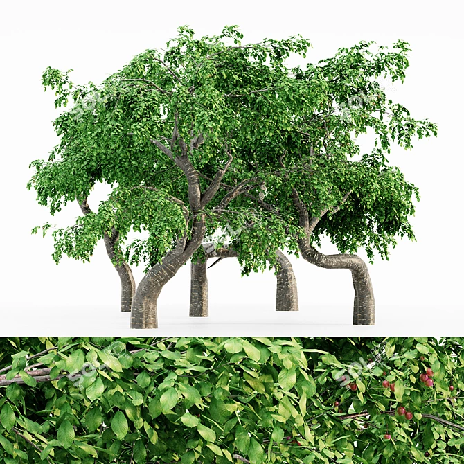 Cherry Blossom Grove: 5 Tree Collection 3D model image 1
