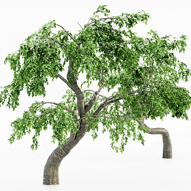 Cherry Blossom Grove: 5 Tree Collection 3D model image 3