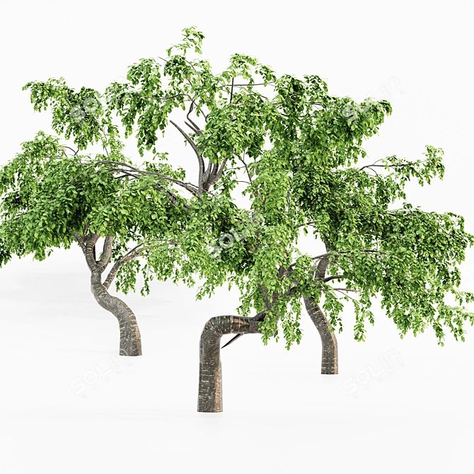 Cherry Blossom Grove: 5 Tree Collection 3D model image 4