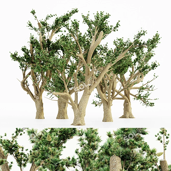 Lush Cedar Of Lebanon Grove 3D model image 1