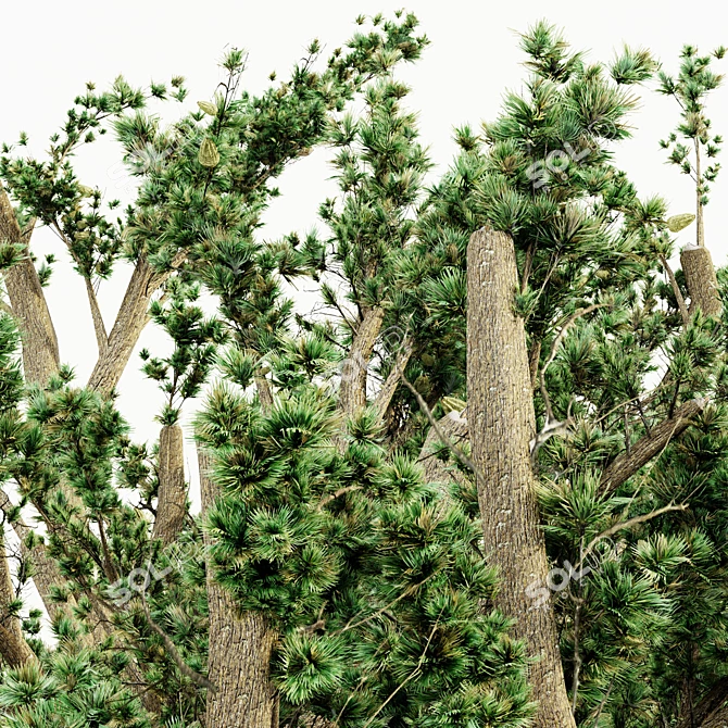 Lush Cedar Of Lebanon Grove 3D model image 3