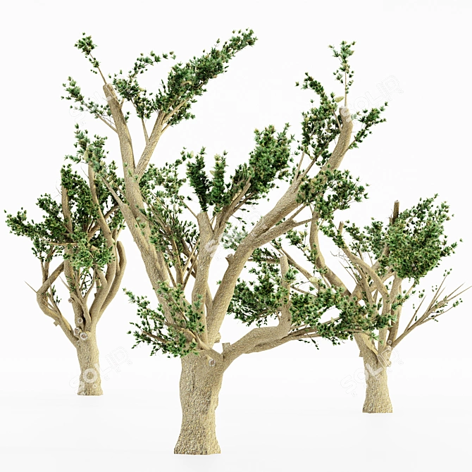 Lush Cedar Of Lebanon Grove 3D model image 4