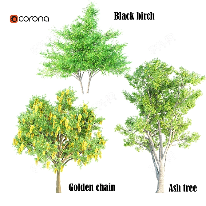 Golden Chain, Black Birch & Ash Tree Set 3D model image 1