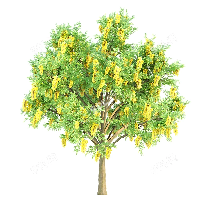 Golden Chain, Black Birch & Ash Tree Set 3D model image 3