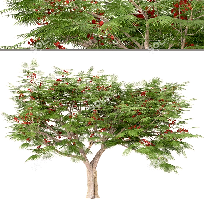 Flamboyant Trees Set: 3 Magnificent Royal Poinciana 3D model image 1